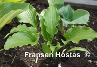 Hosta Fire Dance 