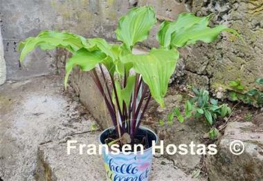 Hosta Fire Dance 