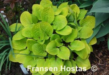 Hosta Fire Island