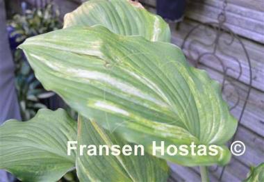 Hosta Fire and Brimstone