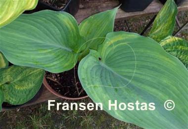 Hosta Fire and Brimstone