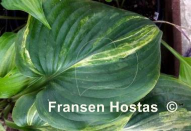 Hosta Fire and Brimstone
