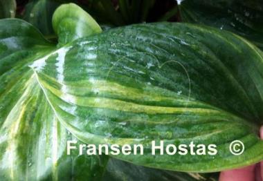 Hosta Fire and Brimstone