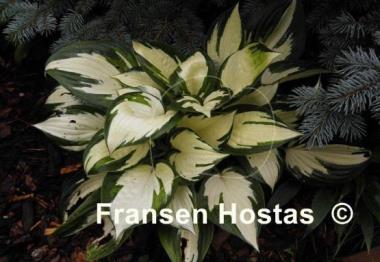 Hosta Fire and Ice