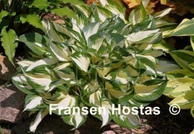 Hosta Fire and Ice