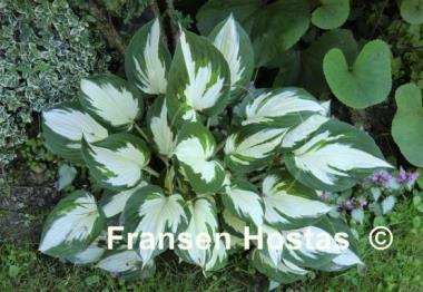 Hosta Fire and Ice