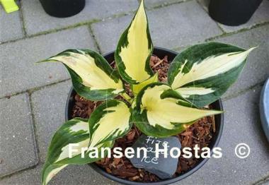 Hosta Fire and Ice