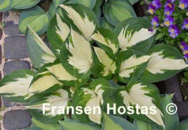 Hosta Fire and Ice