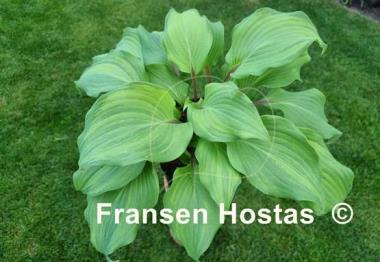 Hosta Fireball