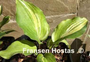 Hosta Fireball