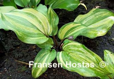 Hosta Fireball