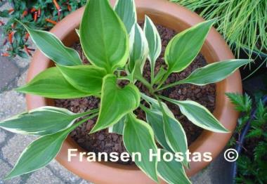 Hosta Firefly