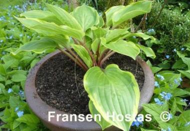 Hosta Fireplace