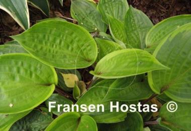 Hosta Fireplace