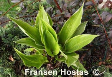 Hosta Fireplace