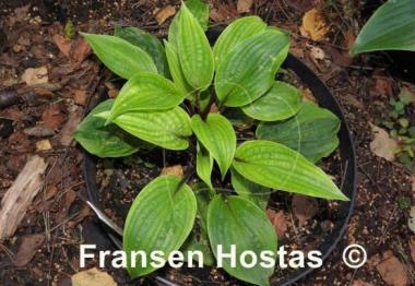 Hosta Fireplace