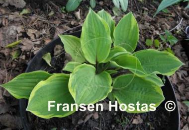 Hosta Fireplace