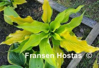 Hosta Firestorm