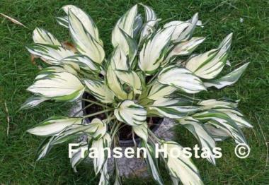 Hosta Fireworks
