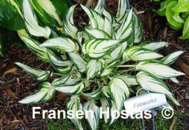 Hosta Fireworks