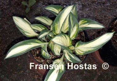 Hosta Fireworks