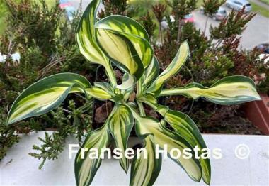 Hosta Fireworks