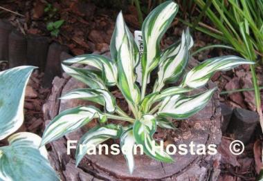 Hosta Fireworks