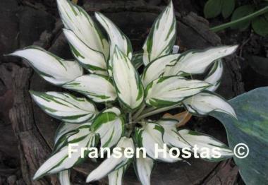 Hosta Fireworks