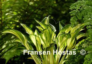 Hosta Fireworks