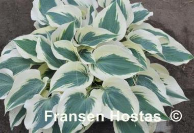 Hosta Firn Line