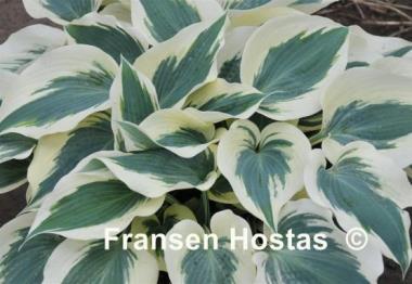Hosta Firn Line