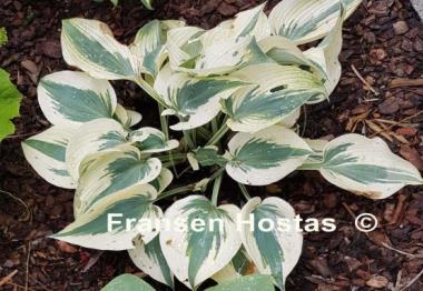 Hosta Firn Line