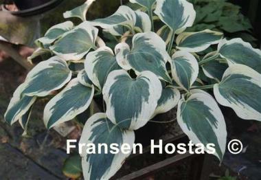 Hosta Firn Line