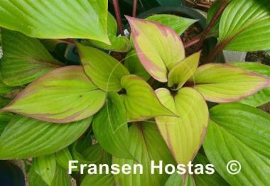 Hosta First Blush