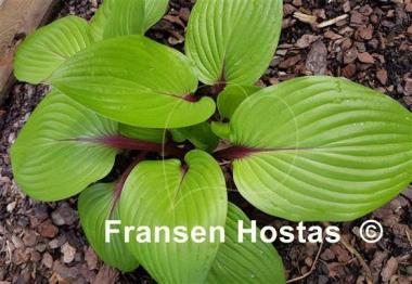 Hosta First Blush