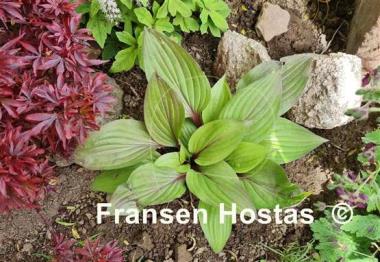 Hosta First Blush