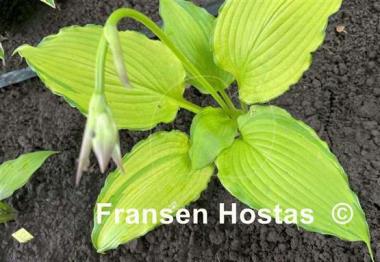 Hosta First Dance