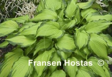 Hosta First Dance