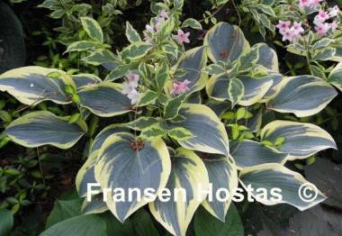 Hosta First Frost