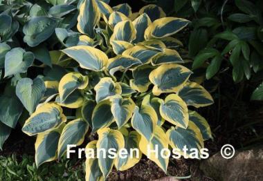Hosta First Frost