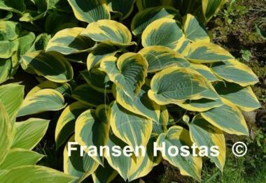 Hosta First Frost
