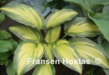 Hosta First Love