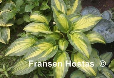 Hosta First Love