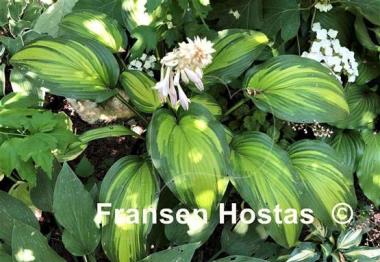Hosta First Love