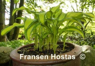 Hosta First Mate
