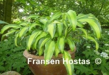 Hosta First Mate
