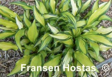 Hosta First Mate