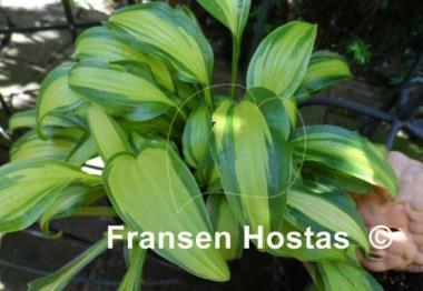 Hosta First Mate