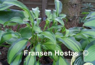 Hosta First Mate