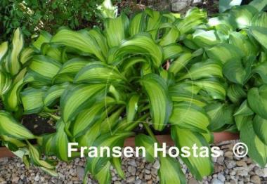 Hosta First Mate